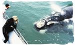 Dyer Island Cruises