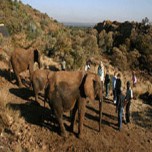 The Elephant Sanctuary The Elephant Sanctuary