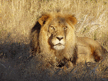 Kaurimbi Expeditions Kaurimbi Expeditions